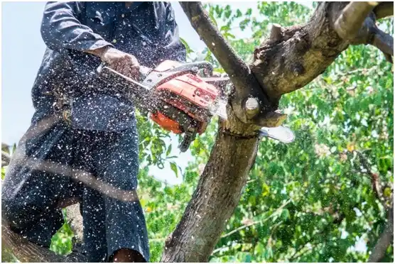 tree services Mesa